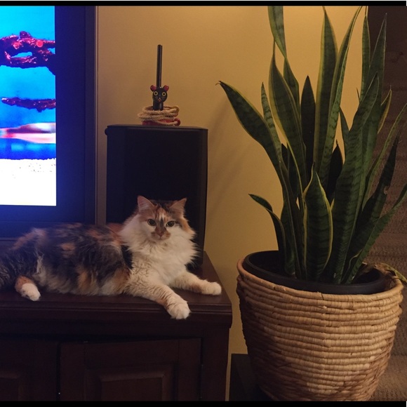 🌎💚Please Read my closet policy💚🌎 - Picture 4 of 4